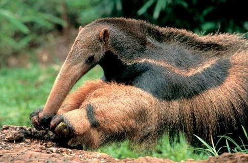 Anteater eat ants