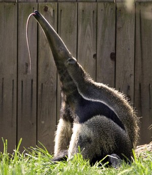 Anteater