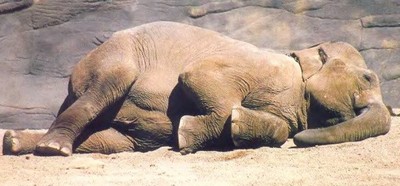 сплячий слон
