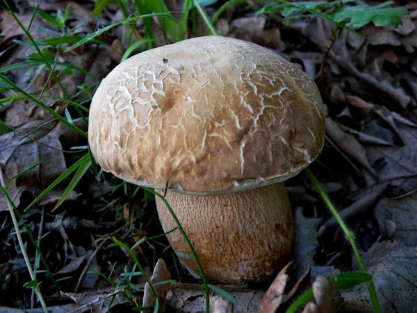 Білий гриб дубовий