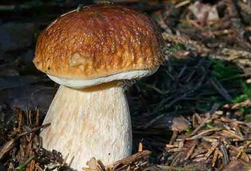 Білий гриб ялиновий