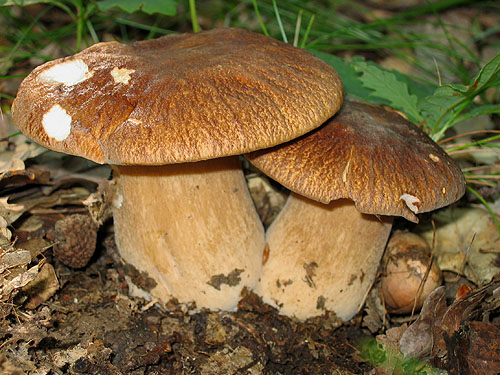 Белый гриб сетчатый