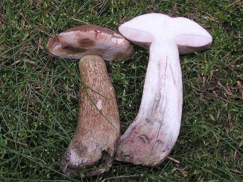 Помилковий білий гриб