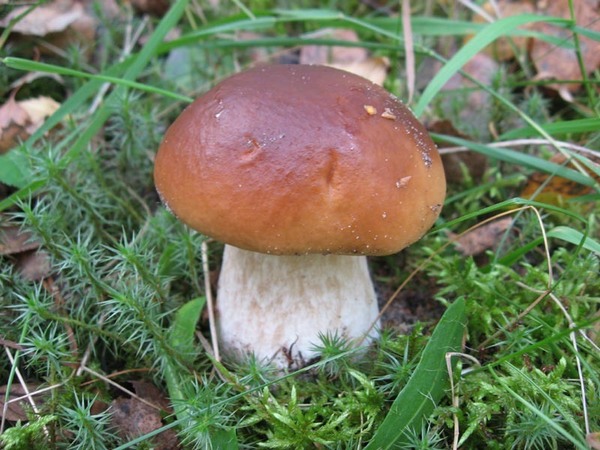 шляпка белого гриба