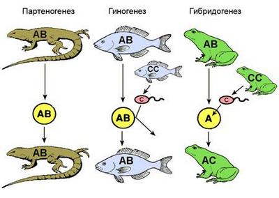 Партеногенез: просто и понятно о значении в биологии