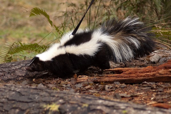 Striped Skunk