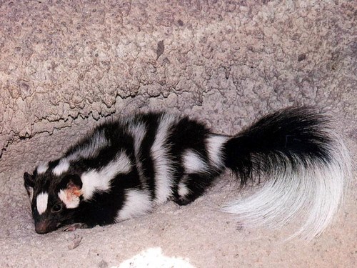 Eastern Spotted Skunk