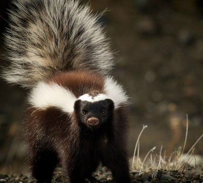 South American Skunk