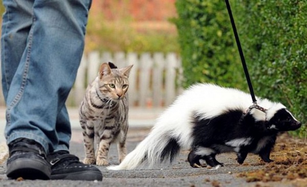 Skunk as a Pet