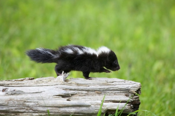 baby skunk