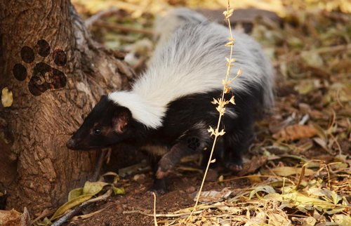 Mexican Skunk