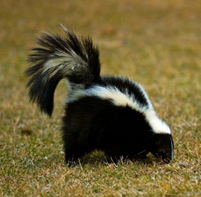 Skunk