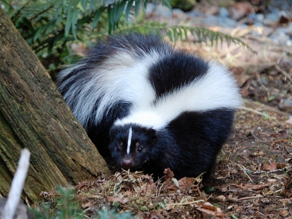 Skunk hunting