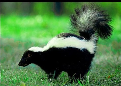 Skunk