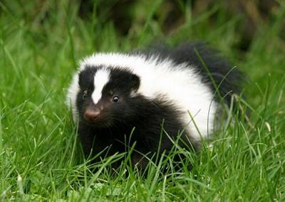 Skunk: Lifestyle, Habitat and Interesting Facts