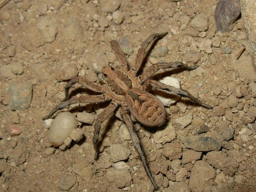 Apulian Tarantula