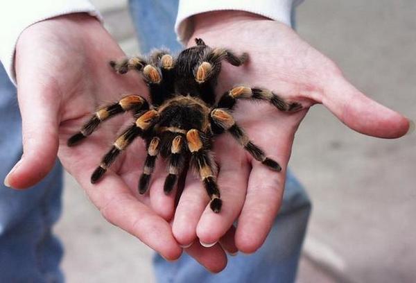 Brazilian Tarantula