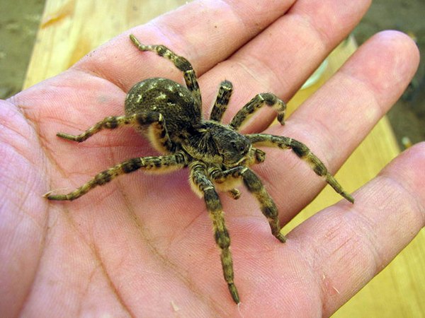 South Russian Tarantula