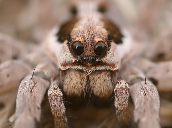 Tarantula face