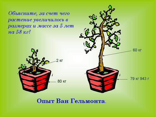 Дослід Ван Гельмонта