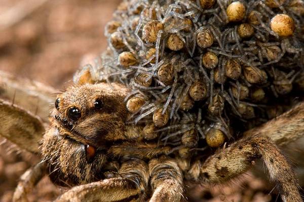 Tarantula female