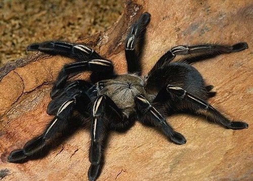 Tarantula