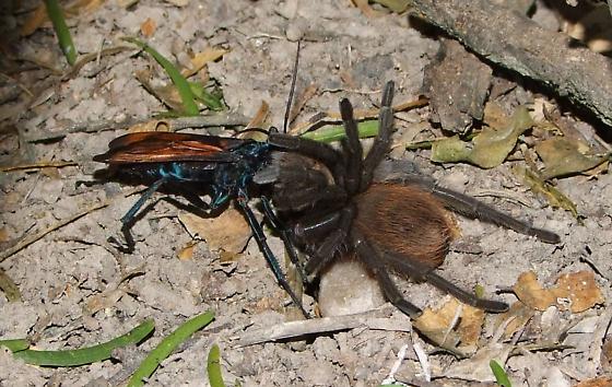 Tarantula hunting