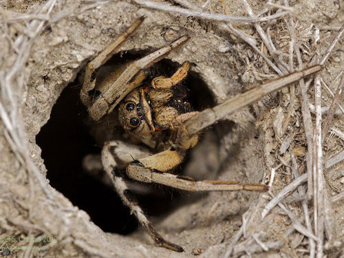 Tarantula