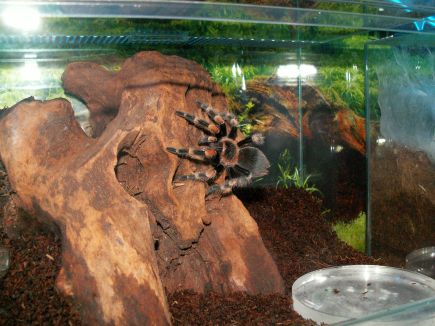 Tarantula in a terrarium