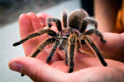 Tarantula