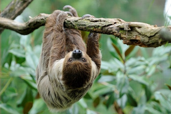 Two Toed Sloth