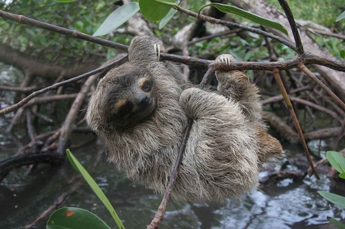 Pygmy Sloth