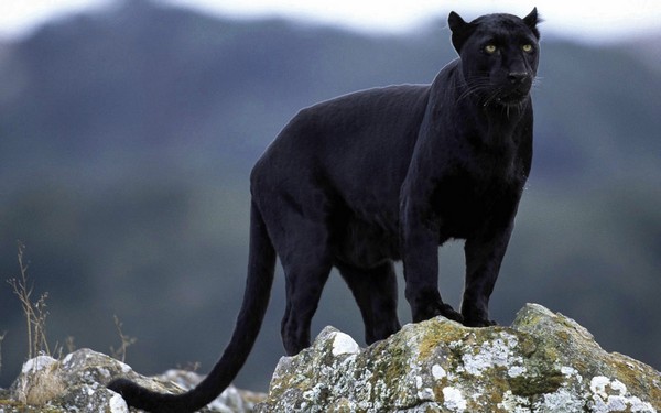 Black Panther: Lifestyle, Habitat and Interesting Facts