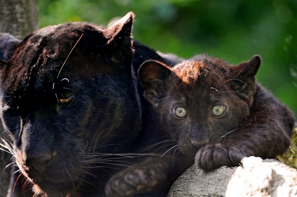 baby panthers
