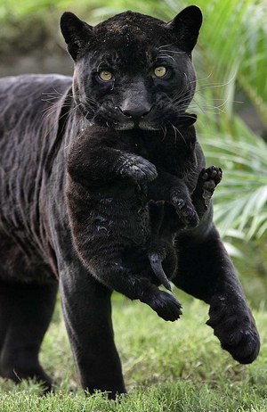 baby panthers