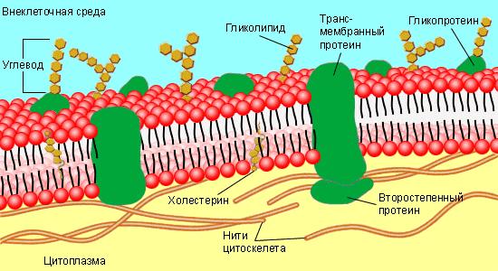 Рисунок клеточной мембраны