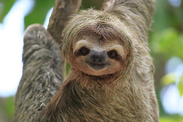 Three Toed Sloth