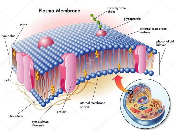 Клітинна мембрана