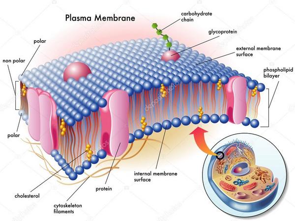 Cell Membrane