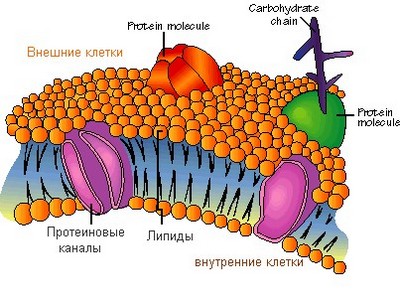 Клітинна мембрана