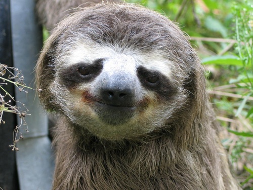 Sloth