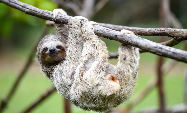 Sloth hanging on the tree