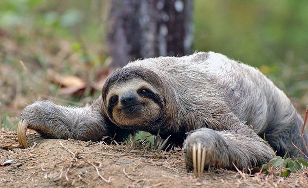 Sloth on ground