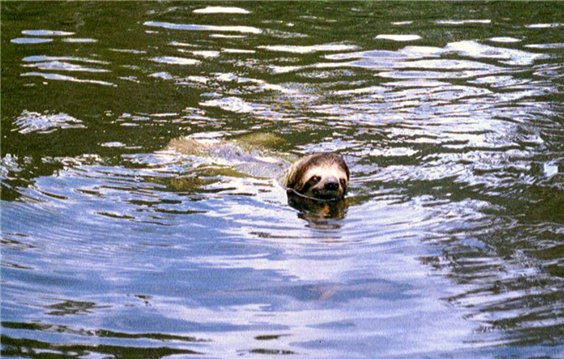 Sloth in water