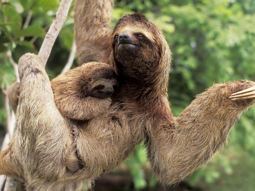 baby sloth