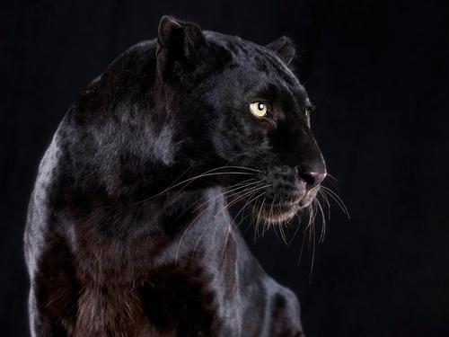 Black Panther