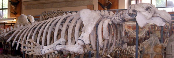скелет морской коровы стеллера