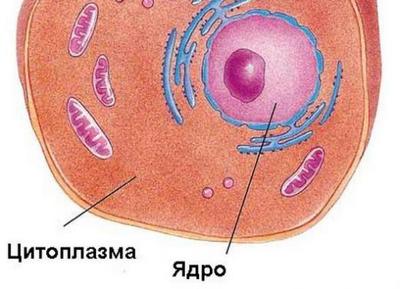 цитоплазма