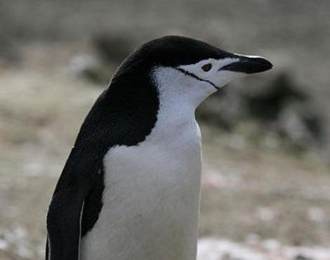 Antarctic Penguin