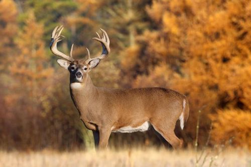 Whitetail Deer